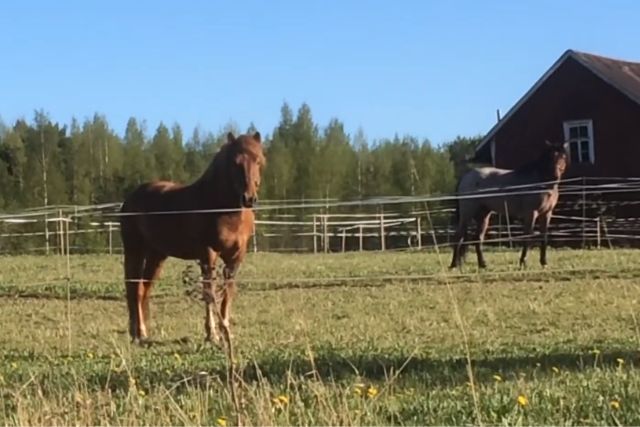 Финская порода лошадей
