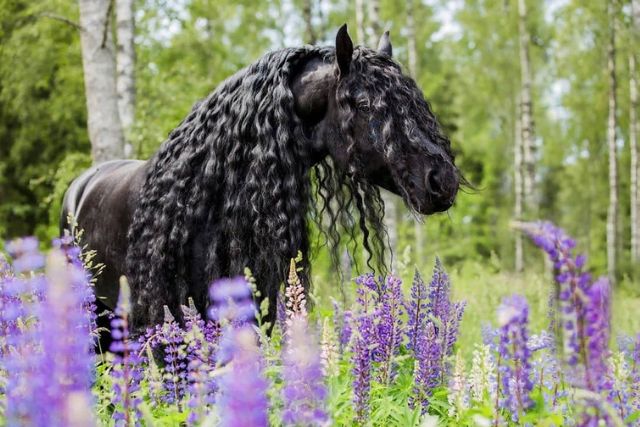 фризская порода лошадей