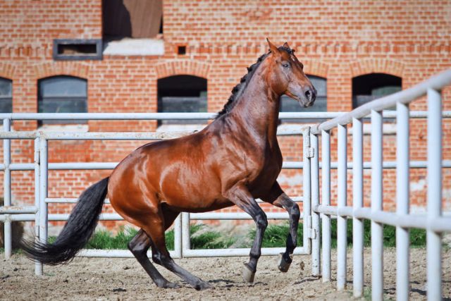Ганноверская лошадь порода лошадей – основные особенности, плюсы и минусы породы, экстерьер, масть, характер и условия содержания. 