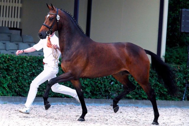 Голландская порода лошадей: характеристика, фото, содержание