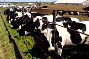 кормление голландской породы коров