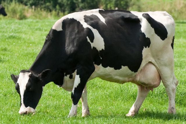 Голштино-фризская порода коров