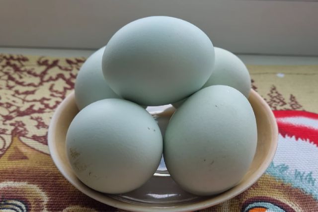 Голубые пасхальные яйца породы кур Амераукана