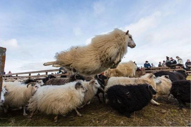 исландские овцы