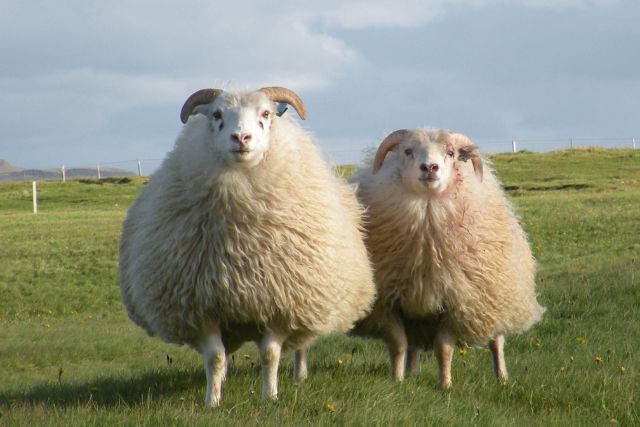 исландские овцы