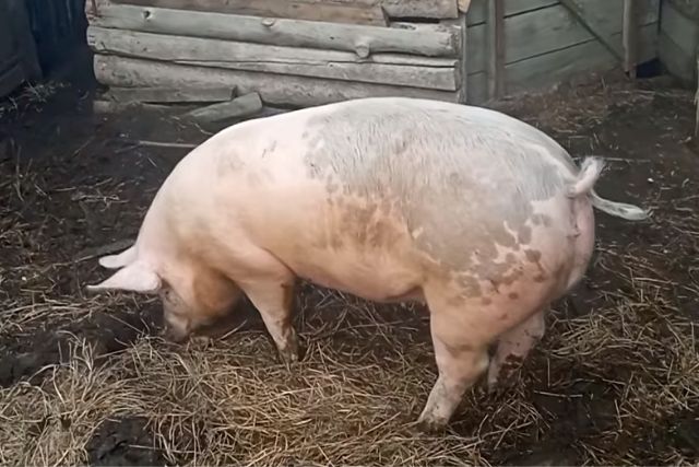 Йоркшир порода свиней