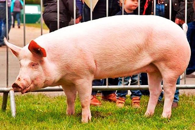 Йоркшир порода свиней