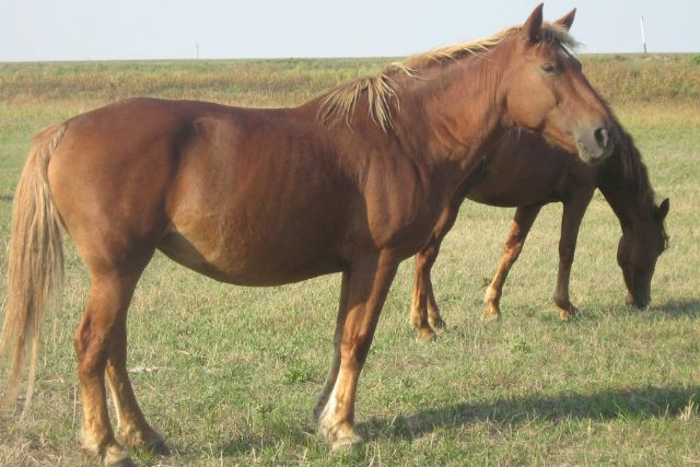 Калмыцкая лошадь