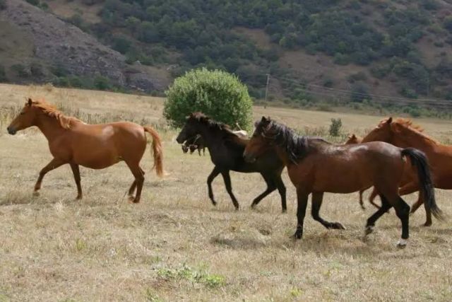 карабахские лошади