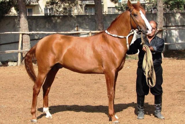 Карабахская лошадь