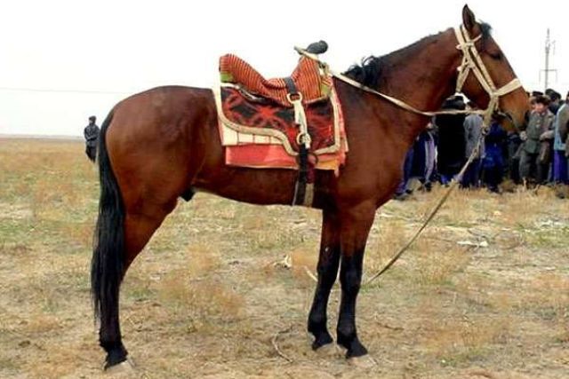 Карабаирская лошадь