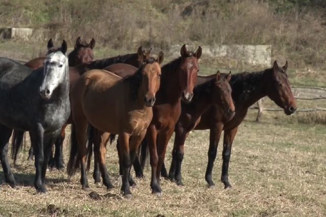 Карачаевская порода лошадей: характеристика, фото, содержание