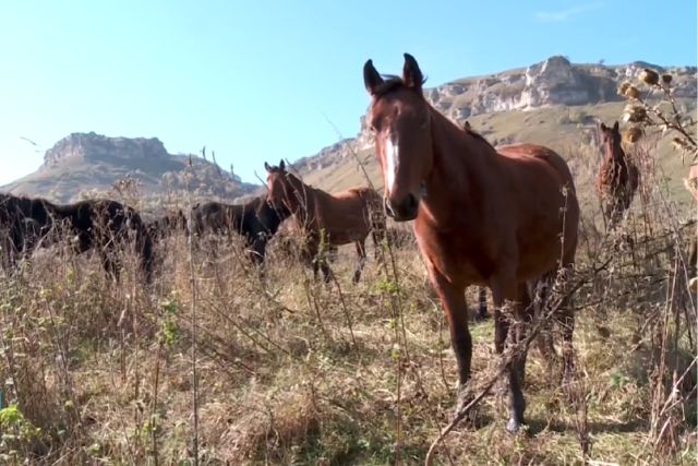 Карачаевская порода лошадей: характеристика, фото, содержание
