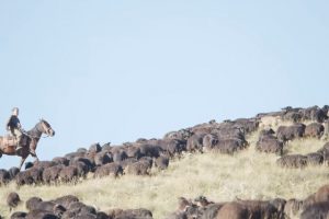 Карачаевские овцы на пастбище
