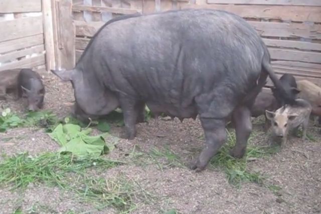 Кармалы порода свиней: характеристика, фото, содержание