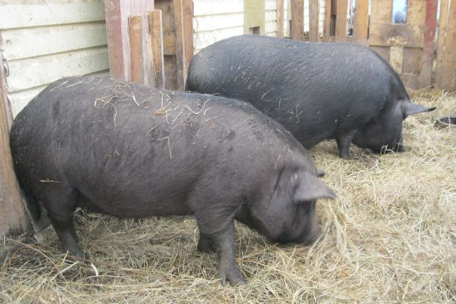 Кармалы порода свиней: характеристика, фото, содержание
