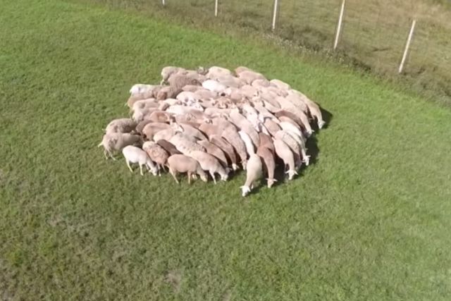 катумские овцы