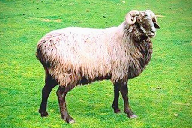 Казахская каракуль-курдючная порода овец