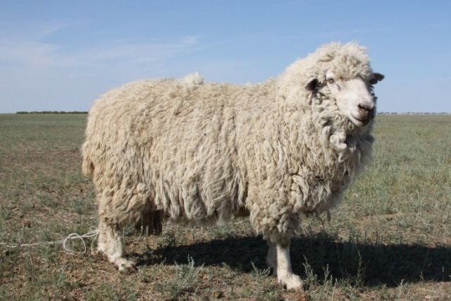 Казахская мясо-шерстная порода овец