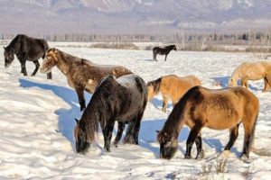 казахские лошади