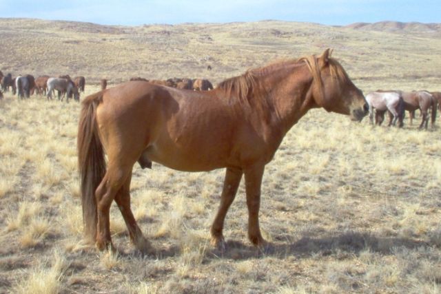 казахские лошади
