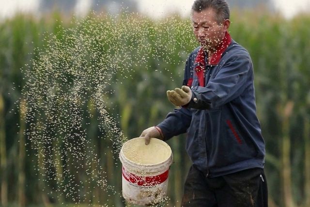 Китайский фермер сеет семена