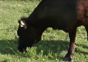 корова ест траву