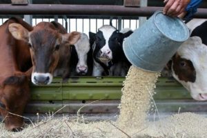 Кормление коров кормовыми добавками