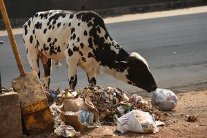 корова ест пластик