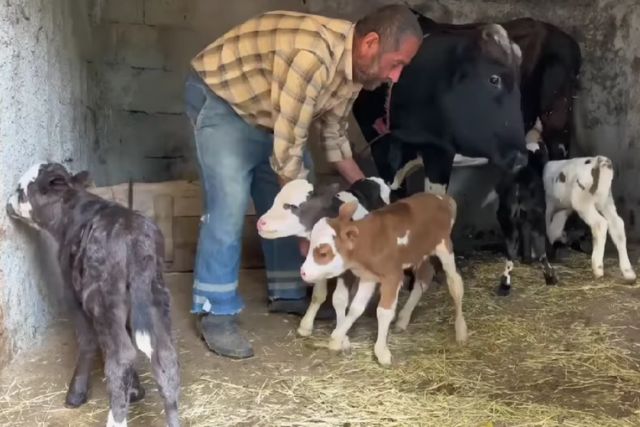 Корова родила пять телят