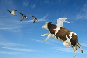 корова и утки полетели