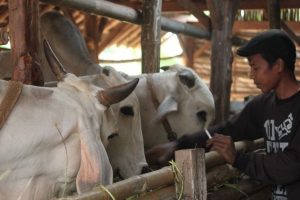 Коровы в Индонезии