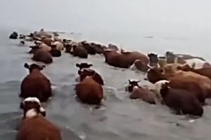 коровы во время паводка в Казахстане