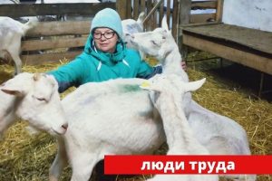 Козовод Светлана Карабанова