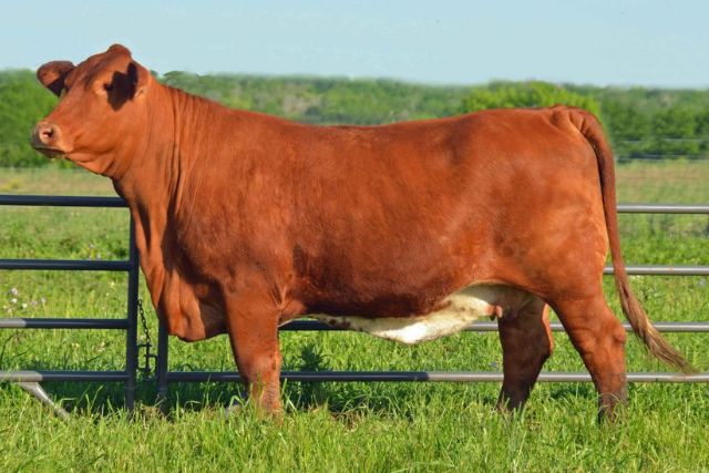 Красная датская порода коров: описание, характеристики, содержание и разведения, отзывы
