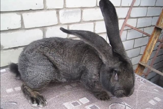 Кролик породы фландр (бельгийский великан)
