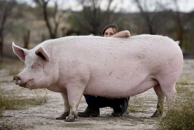 Крупная белая порода свиней: характеристика, фото, содержание