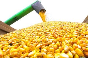 Отгрузка кукурузы