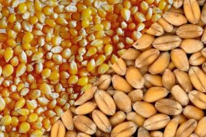 Кукуруза и пшеница