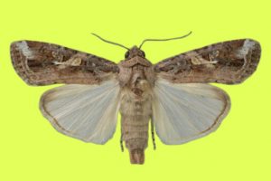 Кукурузная совка (Spodoptera frugiperda)
