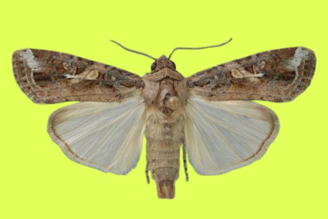 Кукурузная совка (Spodoptera frugiperda)