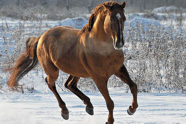 Кустанайская лошадь