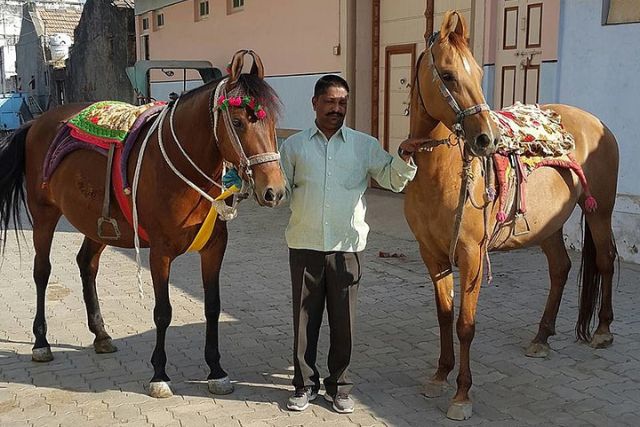 лошадь Катхиавари