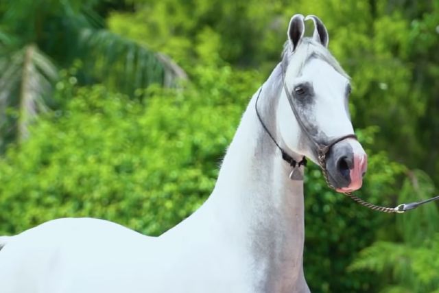 Марвари порода лошадей: характеристика, фото, содержание