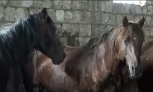 казахстанские лошади