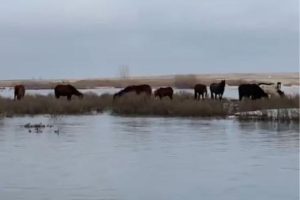 лошади во время паводка