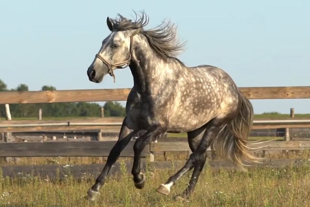 Лошадь Лузитанская: описание породы, характеристики, уход, содержание и отзывы