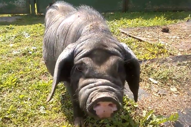 Мейшан порода свиней