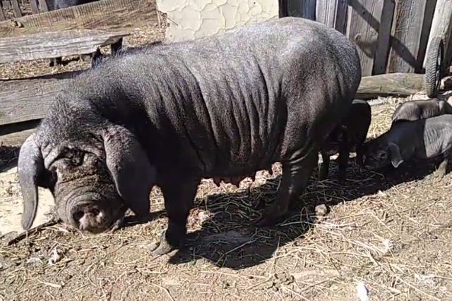 Мейшан порода свиней