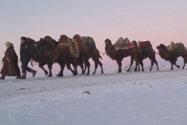 монгольские верблюды